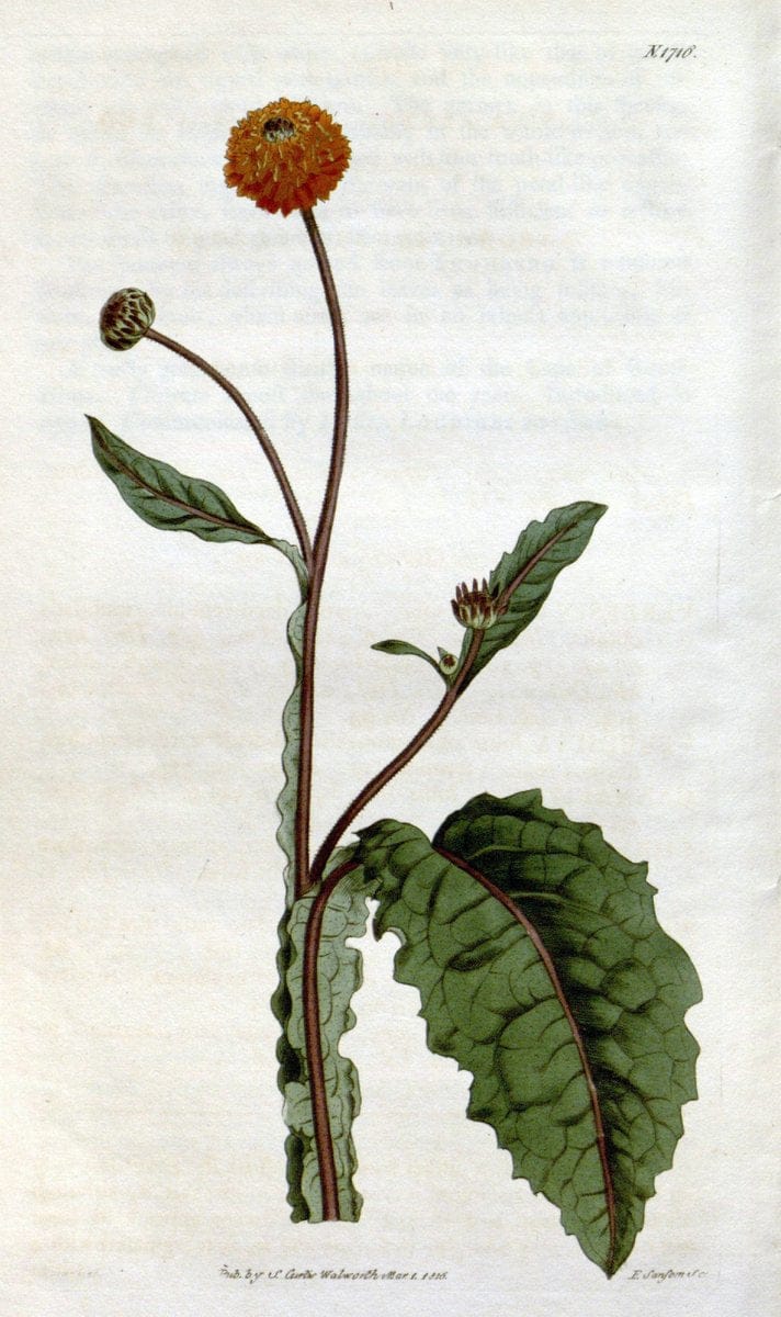 Curtis's botanical magazine. London ; New York [etc.] :Academic Press [etc.]. | "Botanical illustration" Botany Periodicals "Pictorial works" "Plants, Ornamental"  | Vintage Print Reproduction 457543