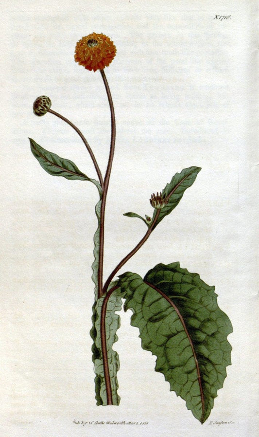 Curtis's botanical magazine. London ; New York [etc.] :Academic Press [etc.]. | "Botanical illustration" Botany Periodicals "Pictorial works" "Plants, Ornamental"  | Vintage Print Reproduction 457543