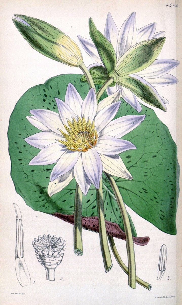 Curtis's botanical magazine. London ; New York [etc.] :Academic Press [etc.]. | "Botanical illustration" Botany Periodicals "Pictorial works" "Plants, Ornamental"  | Vintage Print Reproduction 457544