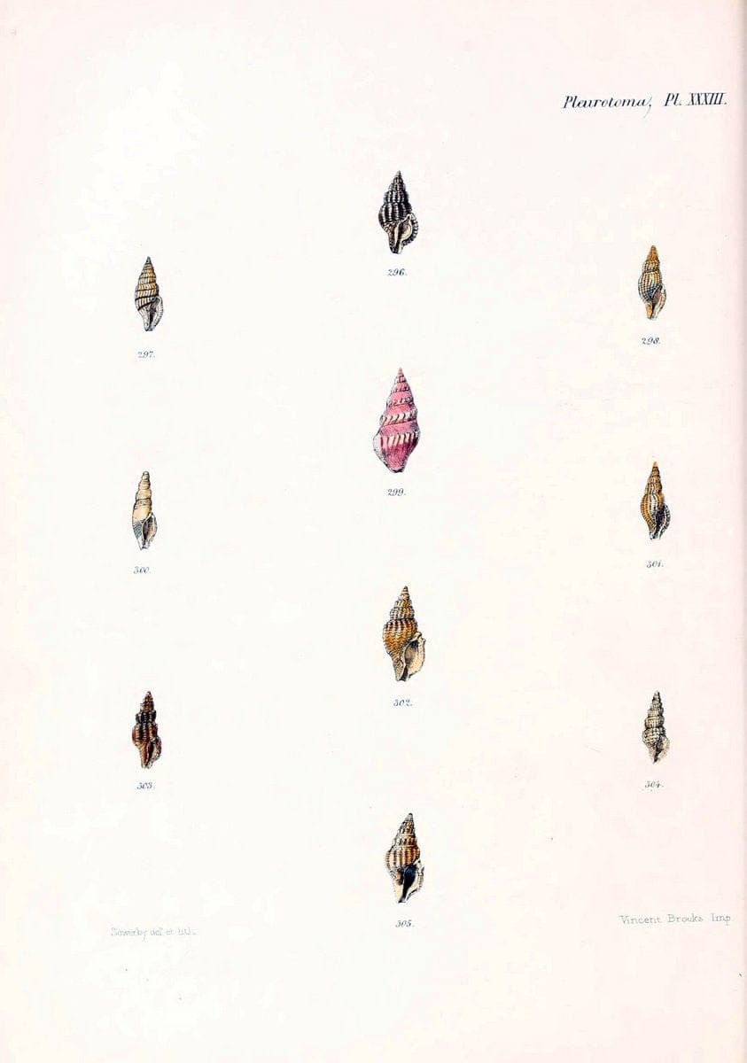 Conchologia iconica, or, Illustrations of the shells of molluscous animals. v.1London :Reeve, Brothers,1843-1878. | Mollusks "Pictorial works" Shells  | Vintage Print Reproduction 457545