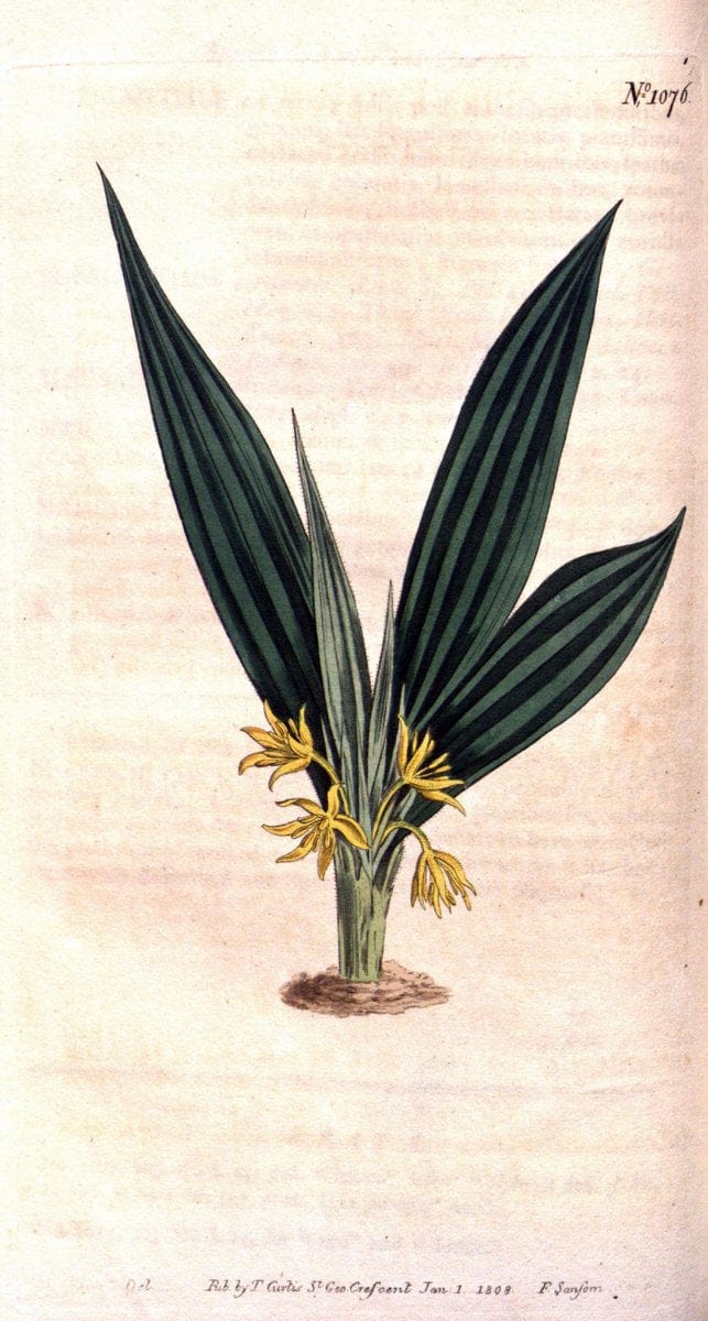 Curtis's botanical magazine. London ; New York [etc.] :Academic Press [etc.]. | "Botanical illustration" Botany Periodicals "Pictorial works" "Plants, Ornamental"  | Vintage Print Reproduction 457546