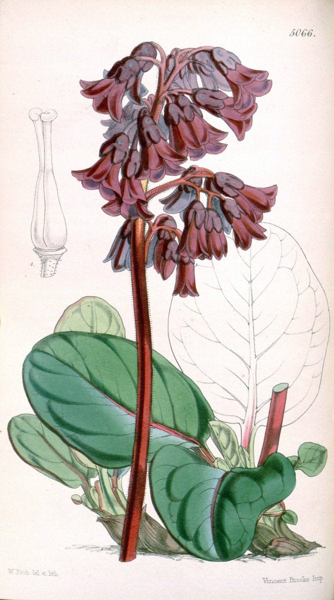 Curtis's botanical magazine. London ; New York [etc.] :Academic Press [etc.]. | "Botanical illustration" Botany Periodicals "Pictorial works" "Plants, Ornamental"  | Vintage Print Reproduction 457547