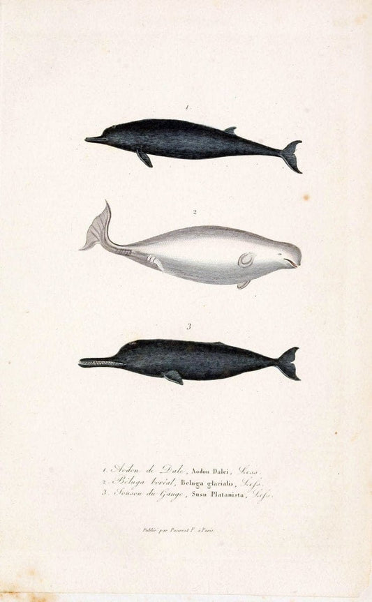 ComplÃ©ments de Buffon. t.1.Paris:P. Pourrat FrÃ¨res,1838. |  | Vintage Print Reproduction 457548