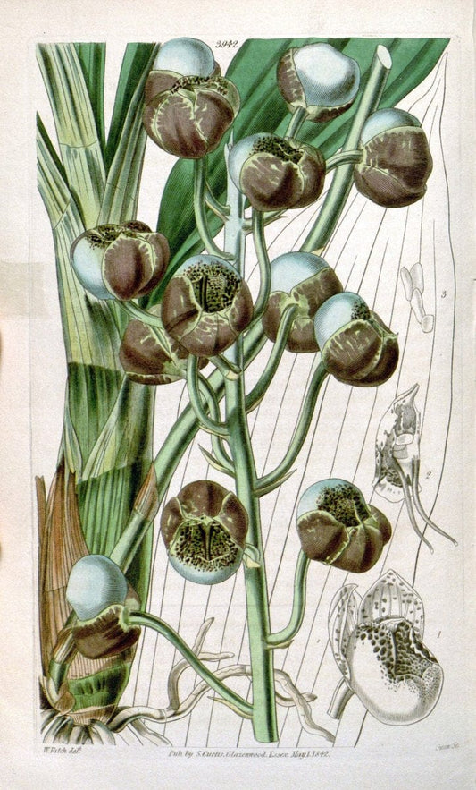 Curtis's botanical magazine. London ; New York [etc.] :Academic Press [etc.]. | "Botanical illustration" Botany Periodicals "Pictorial works" "Plants, Ornamental"  | Vintage Print Reproduction 457549