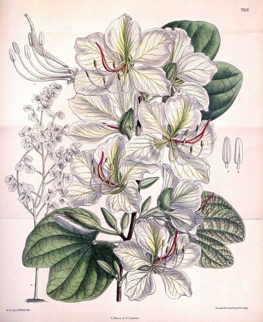 Curtis's botanical magazine. London ; New York [etc.] :Academic Press [etc.]. | "Botanical illustration" Botany Periodicals "Pictorial works" "Plants, Ornamental"  | Vintage Print Reproduction 457550