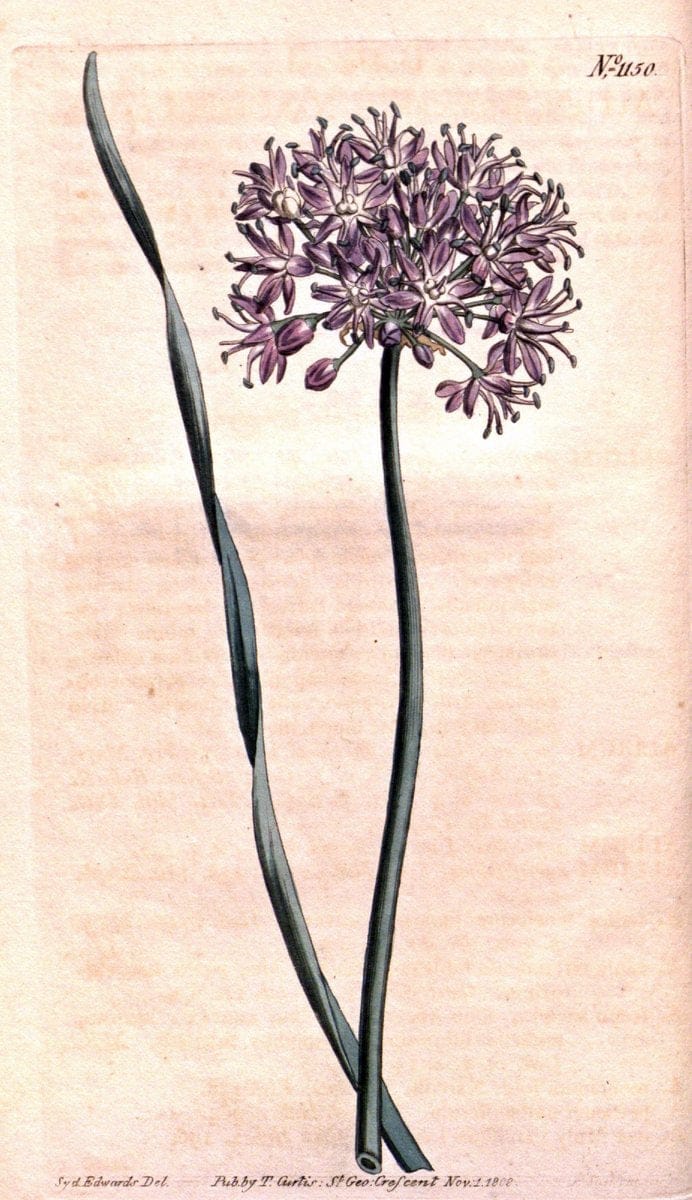 Curtis's botanical magazine. London ; New York [etc.] :Academic Press [etc.]. | "Botanical illustration" Botany Periodicals "Pictorial works" "Plants, Ornamental"  | Vintage Print Reproduction 457551