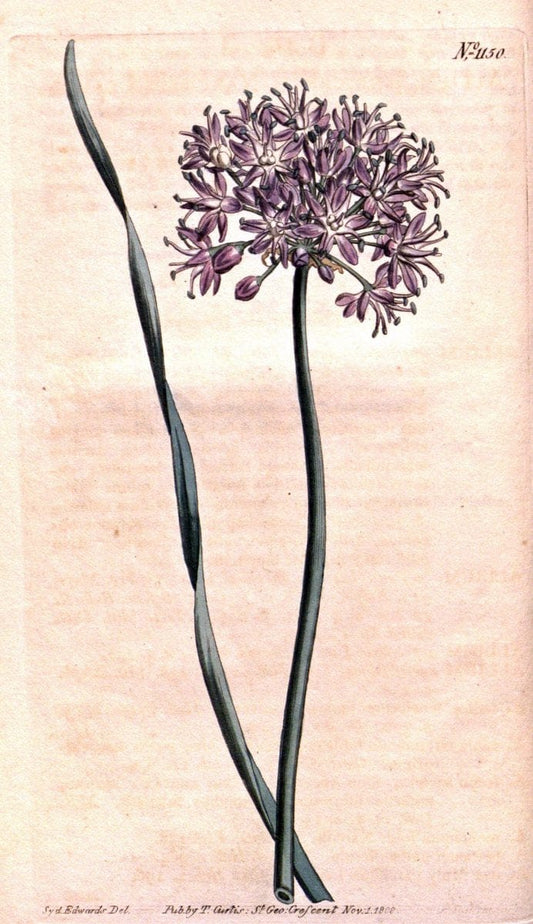 Curtis's botanical magazine. London ; New York [etc.] :Academic Press [etc.]. | "Botanical illustration" Botany Periodicals "Pictorial works" "Plants, Ornamental"  | Vintage Print Reproduction 457551