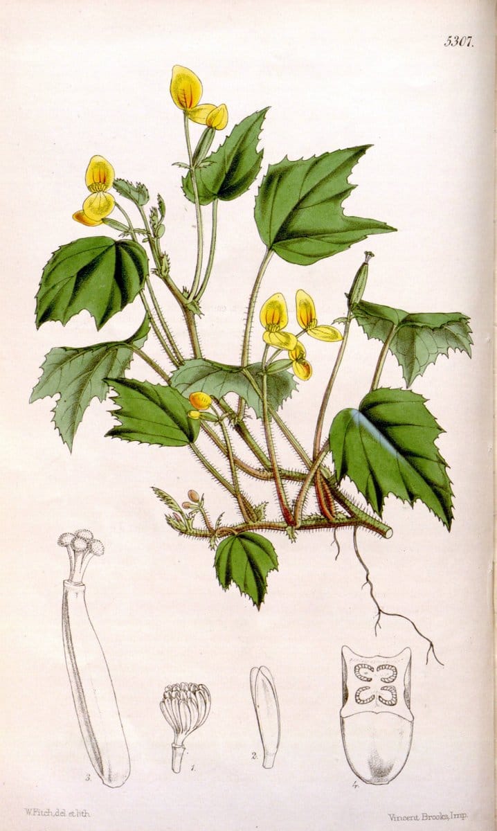 Curtis's botanical magazine. London ; New York [etc.] :Academic Press [etc.]. | "Botanical illustration" Botany Periodicals "Pictorial works" "Plants, Ornamental"  | Vintage Print Reproduction 457552