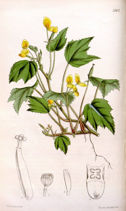 Curtis's botanical magazine. London ; New York [etc.] :Academic Press [etc.]. | "Botanical illustration" Botany Periodicals "Pictorial works" "Plants, Ornamental"  | Vintage Print Reproduction 457552
