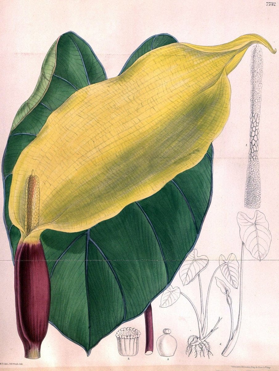 Curtis's botanical magazine. London ;New York [etc.] :Academic Press [etc.]. | Botany Periodicals "Pictorial works"  | Vintage Print Reproduction 457553