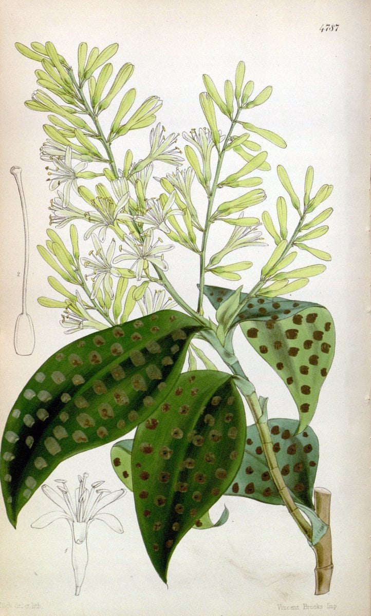 Curtis's botanical magazine. London ;New York [etc.] :Academic Press [etc.]. | Botany Periodicals "Pictorial works"  | Vintage Print Reproduction 457554