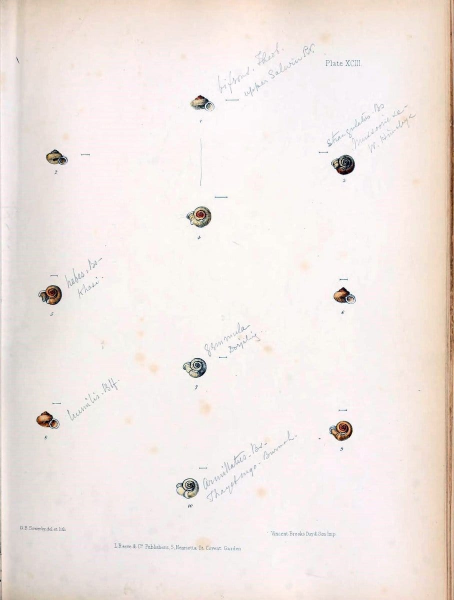 Conchologia indica,.London,1870-1876.. |  | Vintage Print Reproduction 457555