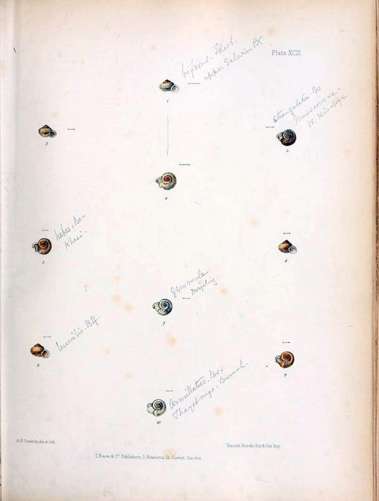 Conchologia indica,.London,1870-1876.. |  | Vintage Print Reproduction 457555