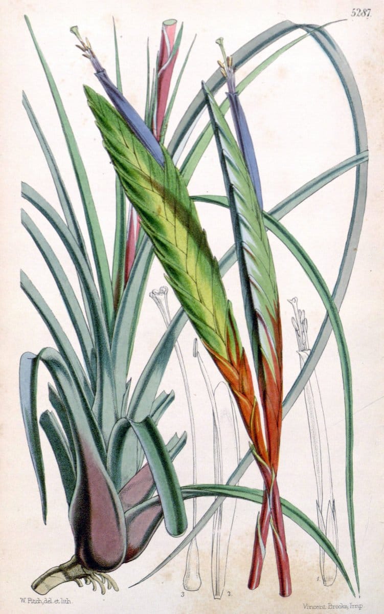 Curtis's botanical magazine. London ; New York [etc.] :Academic Press [etc.]. | "Botanical illustration" Botany Periodicals "Pictorial works" "Plants, Ornamental"  | Vintage Print Reproduction 457556