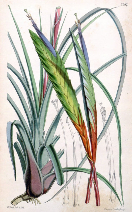 Curtis's botanical magazine. London ; New York [etc.] :Academic Press [etc.]. | "Botanical illustration" Botany Periodicals "Pictorial works" "Plants, Ornamental"  | Vintage Print Reproduction 457556