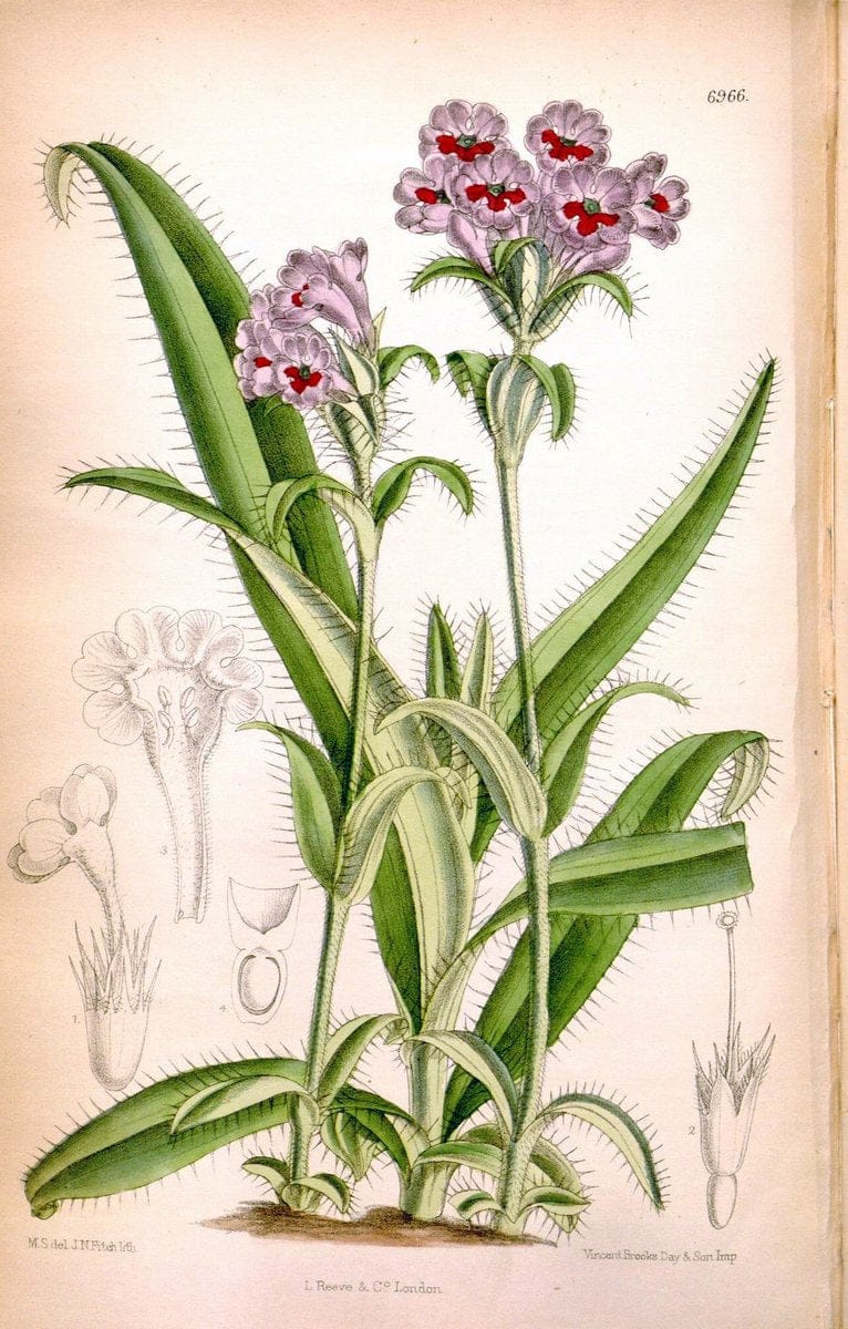 Curtis's botanical magazine. London ; New York [etc.] :Academic Press [etc.]. | "Botanical illustration" Botany Periodicals "Pictorial works" "Plants, Ornamental"  | Vintage Print Reproduction 457557