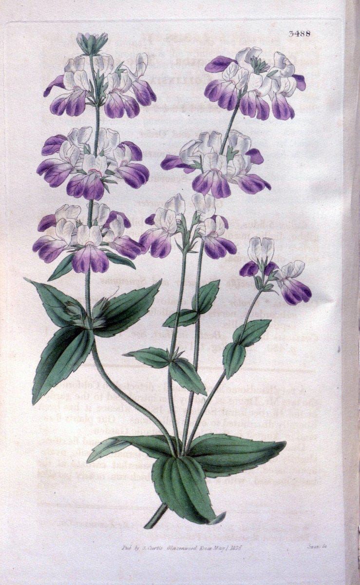 Curtis's botanical magazine. London ;New York [etc.] :Academic Press [etc.]. | Botany Periodicals "Pictorial works"  | Vintage Print Reproduction 457558