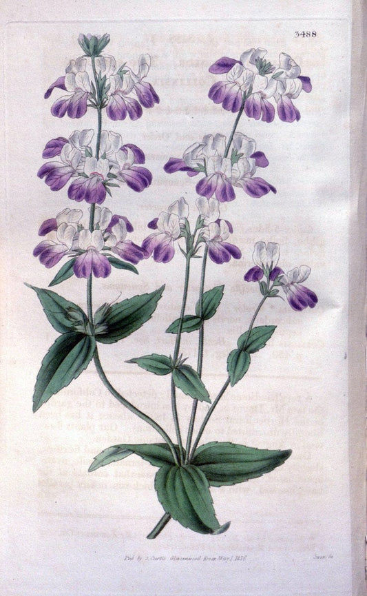 Curtis's botanical magazine. London ;New York [etc.] :Academic Press [etc.]. | Botany Periodicals "Pictorial works"  | Vintage Print Reproduction 457558