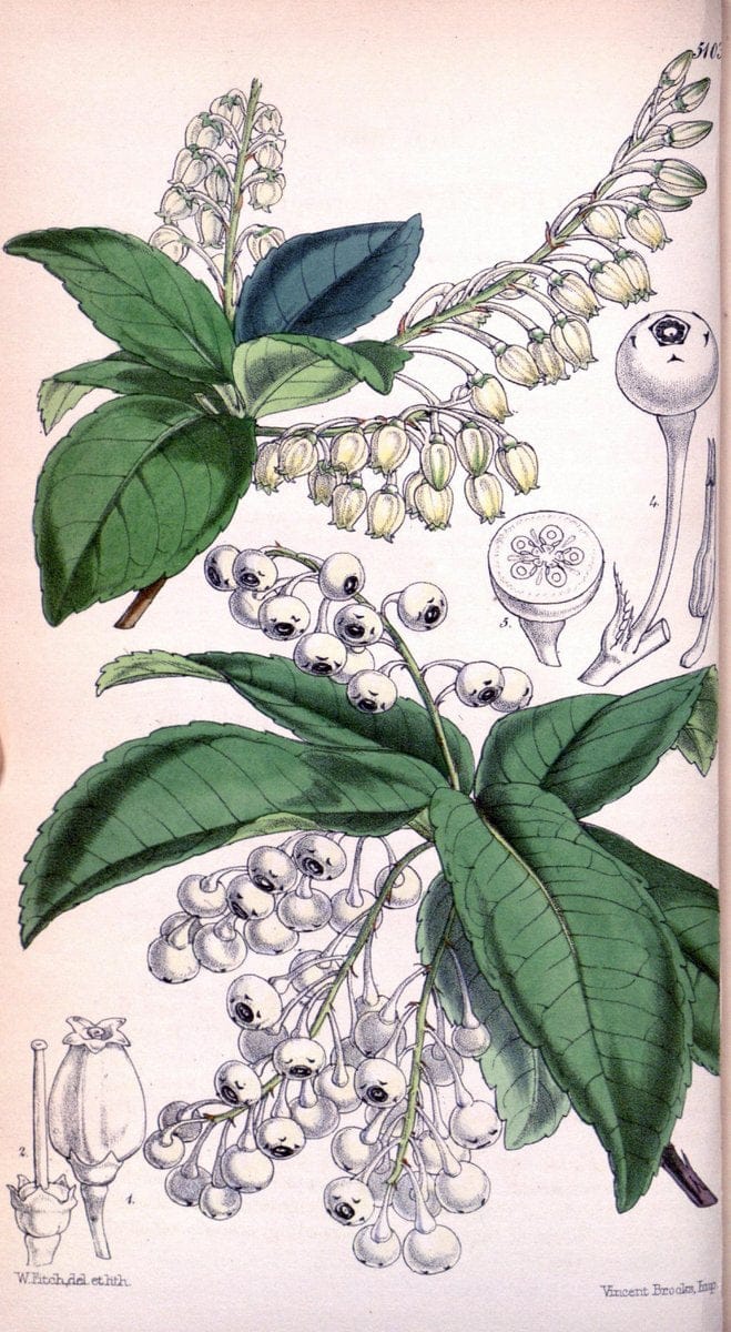 Curtis's botanical magazine. London ; New York [etc.] :Academic Press [etc.]. | "Botanical illustration" Botany Periodicals "Pictorial works" "Plants, Ornamental"  | Vintage Print Reproduction 457559