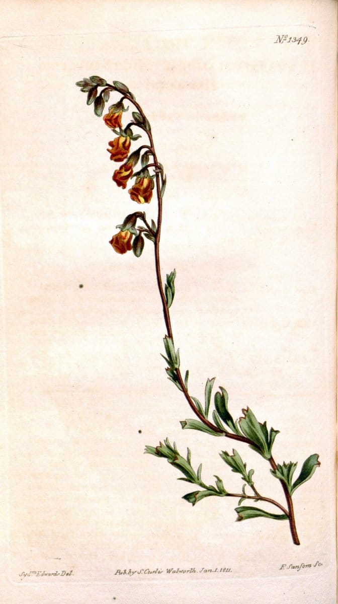 Curtis's botanical magazine. London ; New York [etc.] :Academic Press [etc.]. | "Botanical illustration" Botany Periodicals "Pictorial works" "Plants, Ornamental"  | Vintage Print Reproduction 457560