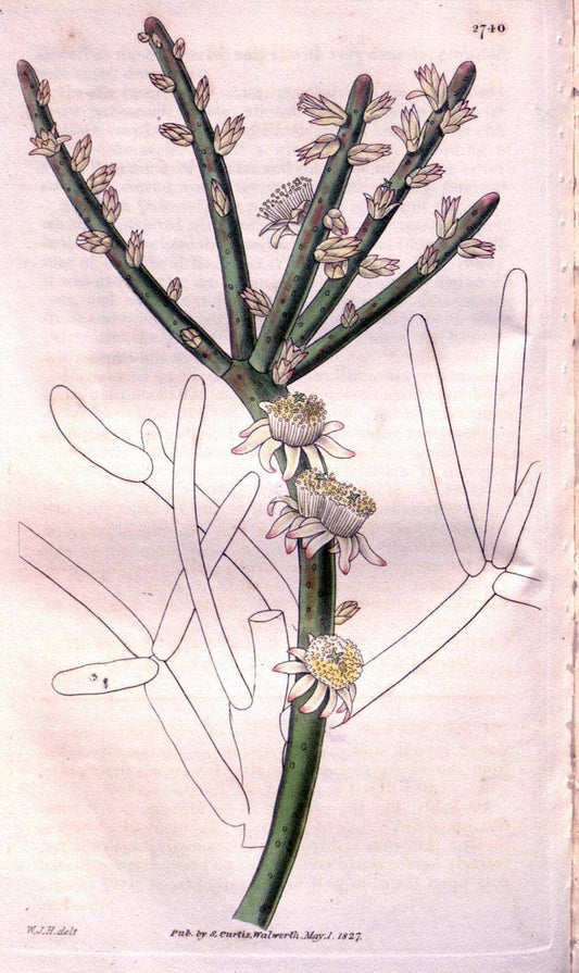 Curtis's botanical magazine..London ;New York [etc.] :Academic Press [etc.]. |  | Vintage Print Reproduction 457561