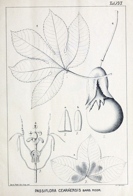 Contributions du Jardin botanique de Rio de Janeiro /.Rio de Janeiro :L'Etoile du Sud,1901-1907.  | Botany Brazil | Vintage Print Reproduction 457562