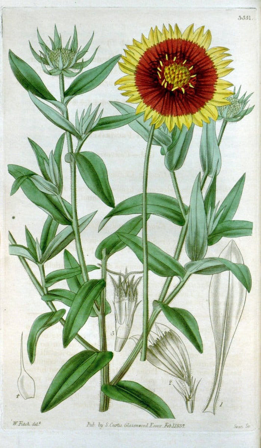Curtis's botanical magazine. London ; New York [etc.] :Academic Press [etc.]. | "Botanical illustration" Botany Periodicals "Pictorial works" "Plants, Ornamental"  | Vintage Print Reproduction 457563
