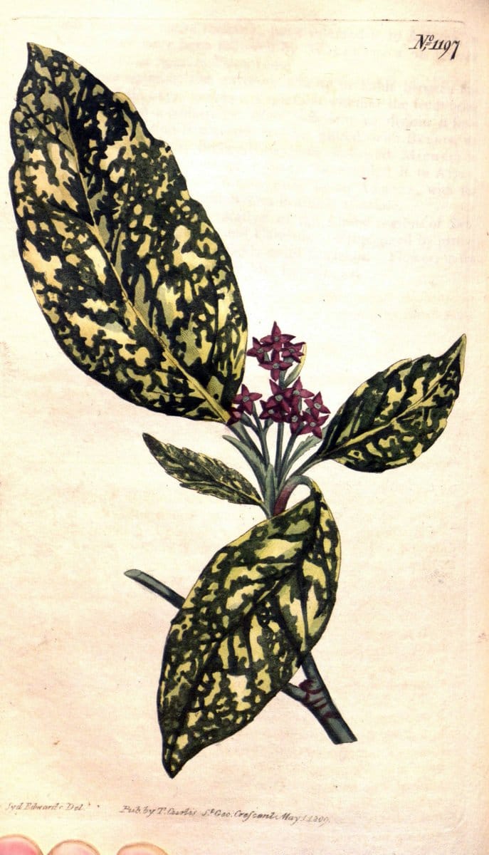 Curtis's botanical magazine. London ; New York [etc.] :Academic Press [etc.]. | "Botanical illustration" Botany Periodicals "Pictorial works" "Plants, Ornamental"  | Vintage Print Reproduction 457564