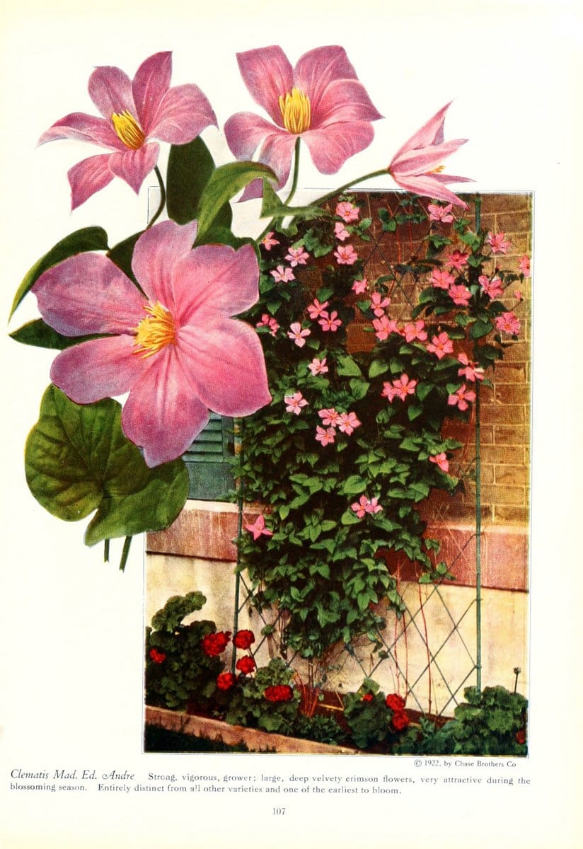 Chase fruit and flowers in natural colorsRochester, N.Y.,Chase brothers company[c1922] | Vintage Print Reproduction 457565