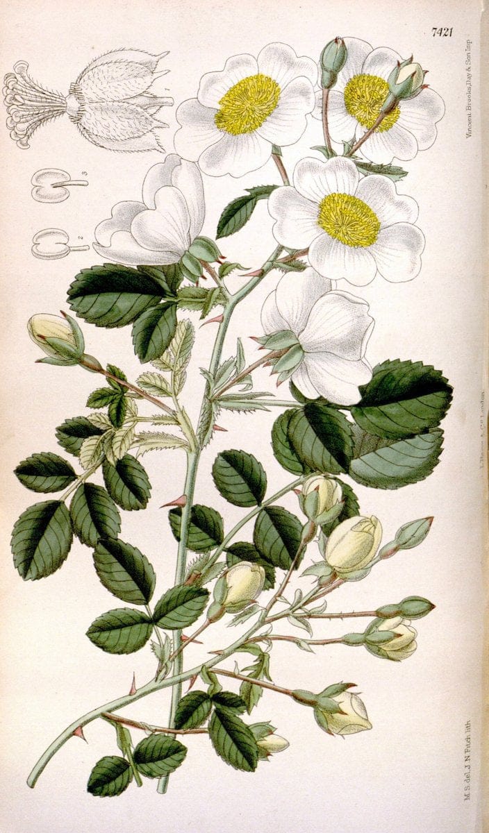 Curtis's botanical magazine. London ; New York [etc.] :Academic Press [etc.]. | "Botanical illustration" Botany Periodicals "Pictorial works" "Plants, Ornamental"  | Vintage Print Reproduction 457566