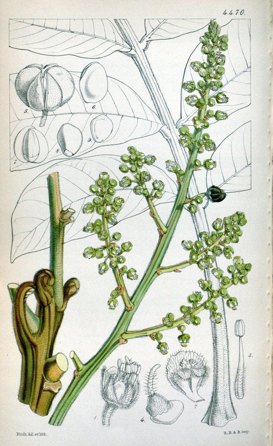 Curtis's botanical magazine. London ;New York [etc.] :Academic Press [etc.]. | Botany Periodicals "Pictorial works"  | Vintage Print Reproduction 457567