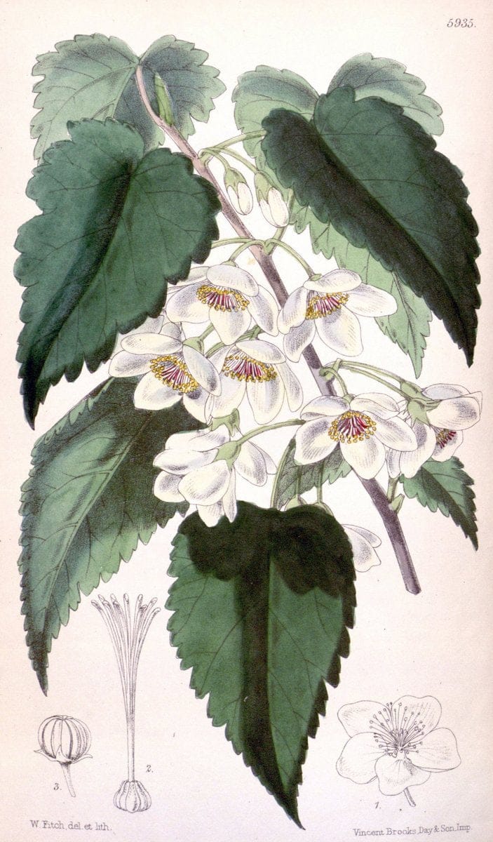 Curtis's botanical magazine. London ;New York [etc.] :Academic Press [etc.]. | Botany Periodicals "Pictorial works"  | Vintage Print Reproduction 457568