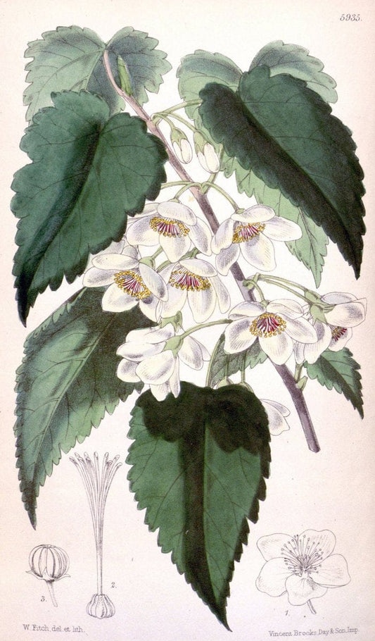 Curtis's botanical magazine. London ;New York [etc.] :Academic Press [etc.]. | Botany Periodicals "Pictorial works"  | Vintage Print Reproduction 457568