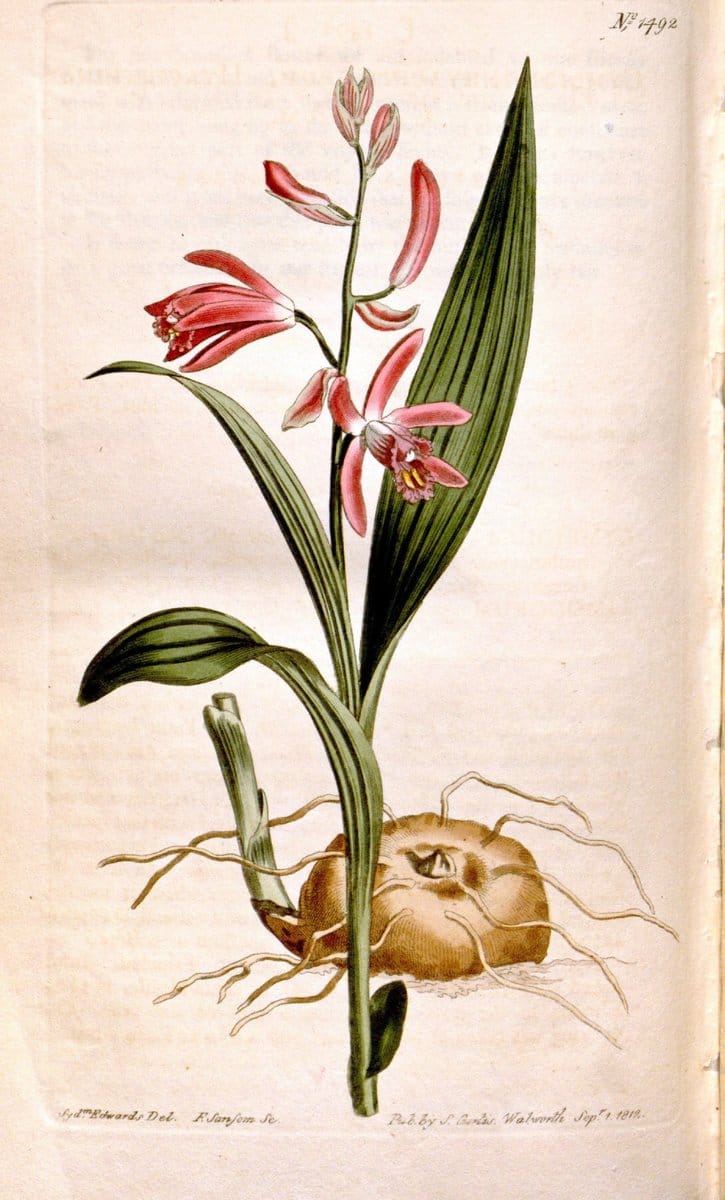 Curtis's botanical magazine. London ;New York [etc.] :Academic Press [etc.]. | Botany Periodicals "Pictorial works"  | Vintage Print Reproduction 457569