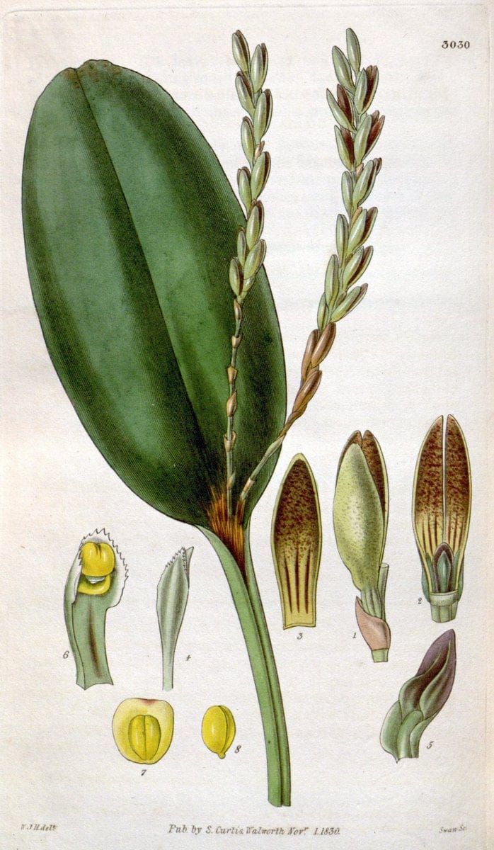 Curtis's botanical magazine. London ;New York [etc.] :Academic Press [etc.]. | Botany Periodicals "Pictorial works"  | Vintage Print Reproduction 457570