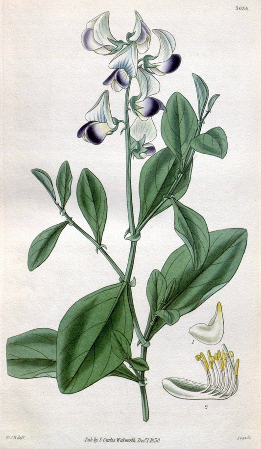 Curtis's botanical magazine. London ;New York [etc.] :Academic Press [etc.]. | Botany Periodicals "Pictorial works"  | Vintage Print Reproduction 457571