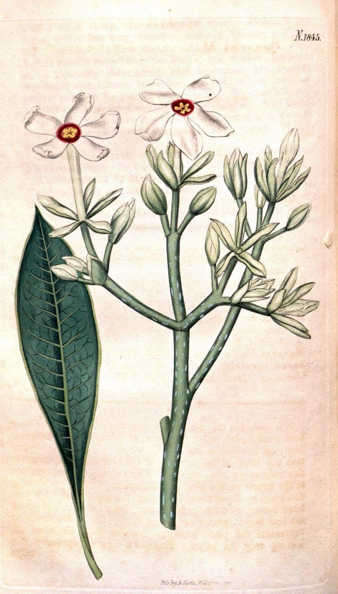 Curtis's botanical magazine. London ; New York [etc.] :Academic Press [etc.]. | "Botanical illustration" Botany Periodicals "Pictorial works" "Plants, Ornamental"  | Vintage Print Reproduction 457572