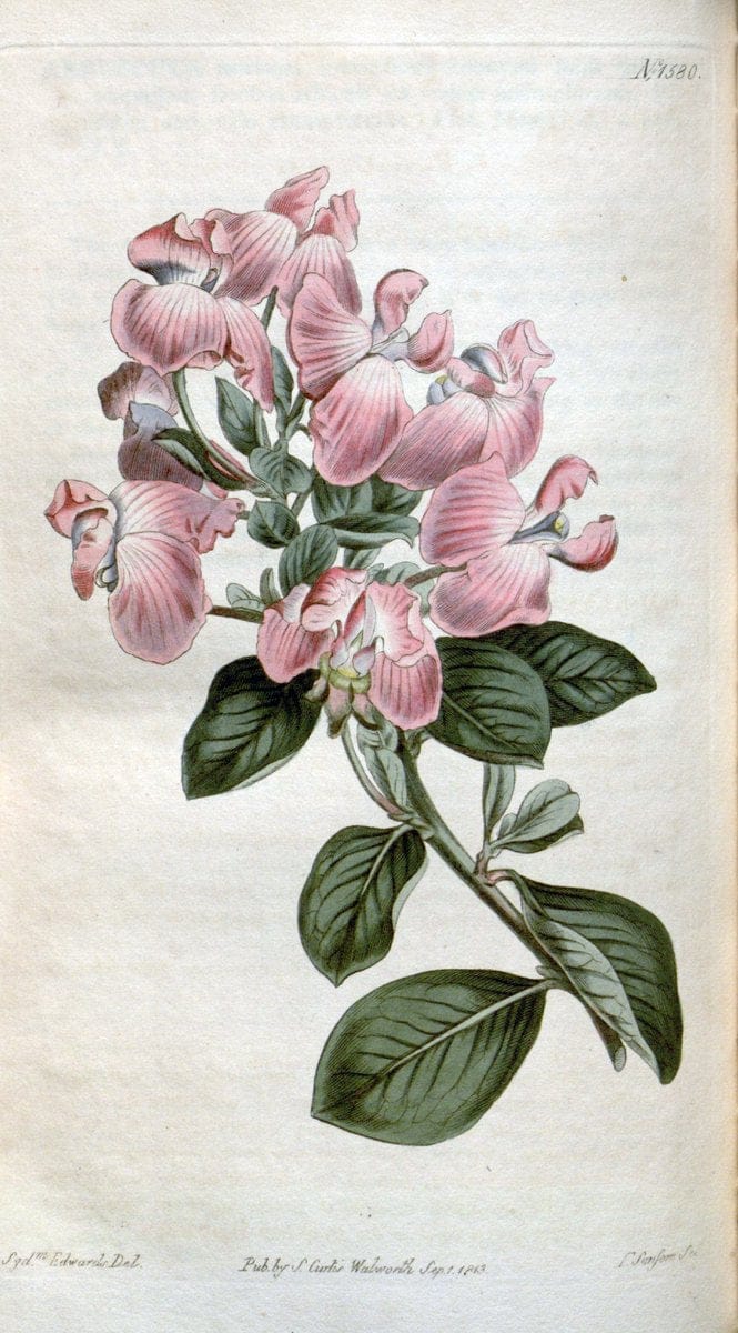 Curtis's botanical magazine. London ; New York [etc.] :Academic Press [etc.]. | "Botanical illustration" Botany Periodicals "Pictorial works" "Plants, Ornamental"  | Vintage Print Reproduction 457573