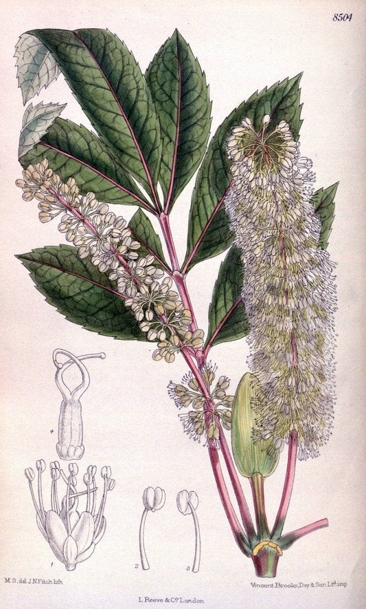 Curtis's botanical magazine. London ; New York [etc.] :Academic Press [etc.]. | "Botanical illustration" Botany Periodicals "Pictorial works" "Plants, Ornamental"  | Vintage Print Reproduction 457574
