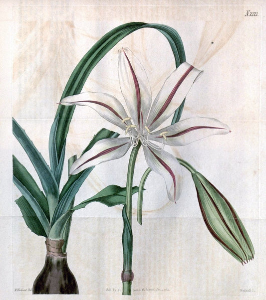 Curtis's botanical magazine. London ; New York [etc.] :Academic Press [etc.]. | "Botanical illustration" Botany Periodicals "Pictorial works" "Plants, Ornamental"  | Vintage Print Reproduction 457575