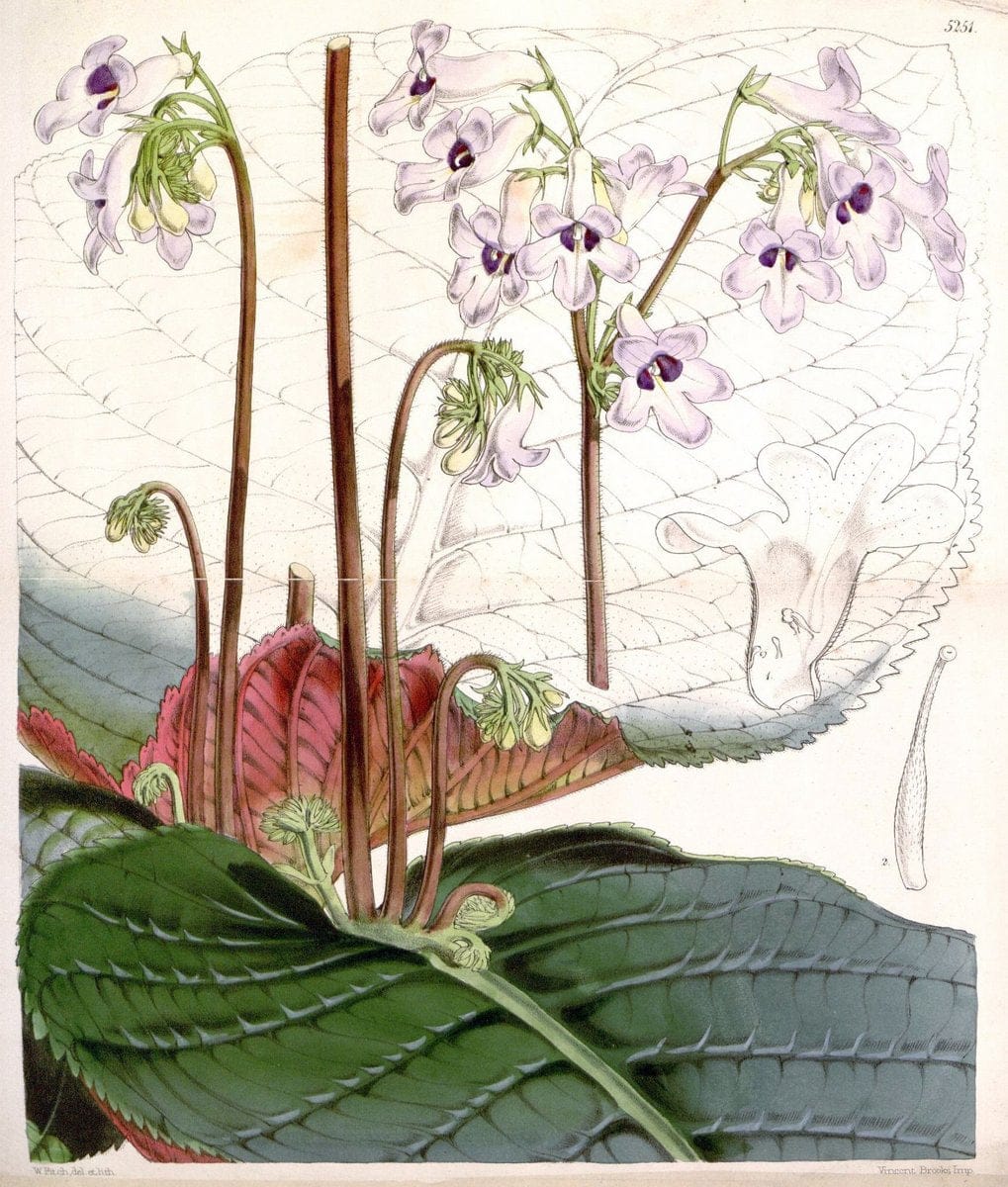 Curtis's botanical magazine. London ; New York [etc.] :Academic Press [etc.]. | "Botanical illustration" Botany Periodicals "Pictorial works" "Plants, Ornamental"  | Vintage Print Reproduction 457576