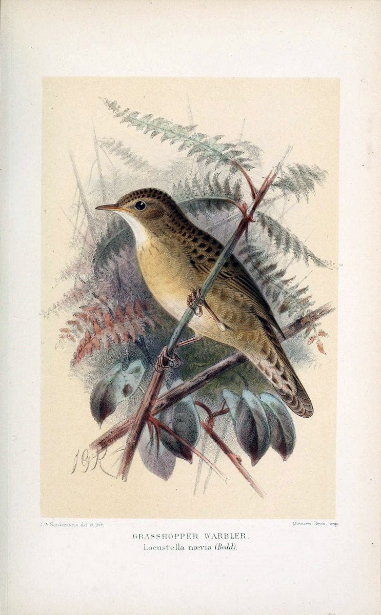 Coloured figures of the birds of the British Islands / issued by Lord Lilford. London :R | 59.82(42) Birds "Great Britain" "Pictorial works"  | Vintage Print Reproduction 457577