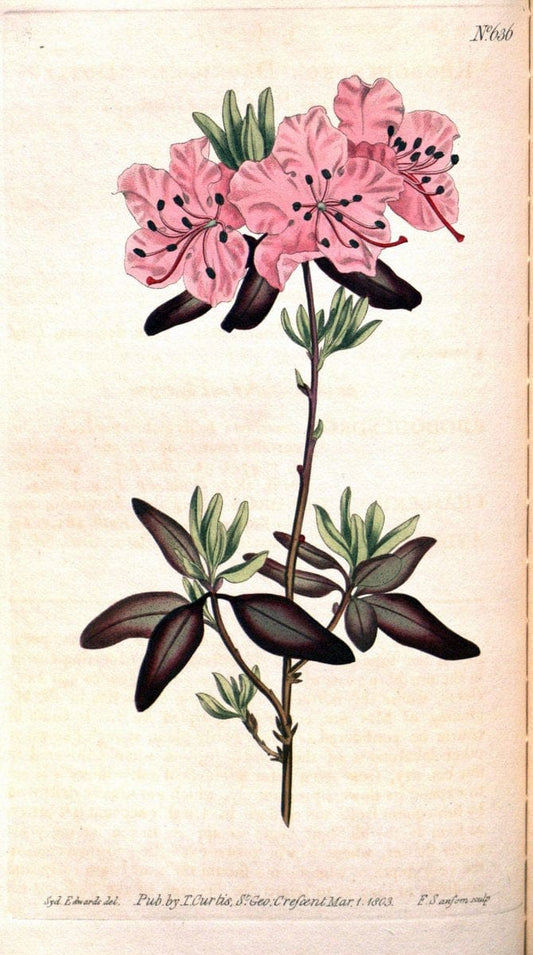 Curtis's botanical magazine. London ;New York [etc.] :Academic Press [etc.]. | Botany Periodicals "Pictorial works"  | Vintage Print Reproduction 457578
