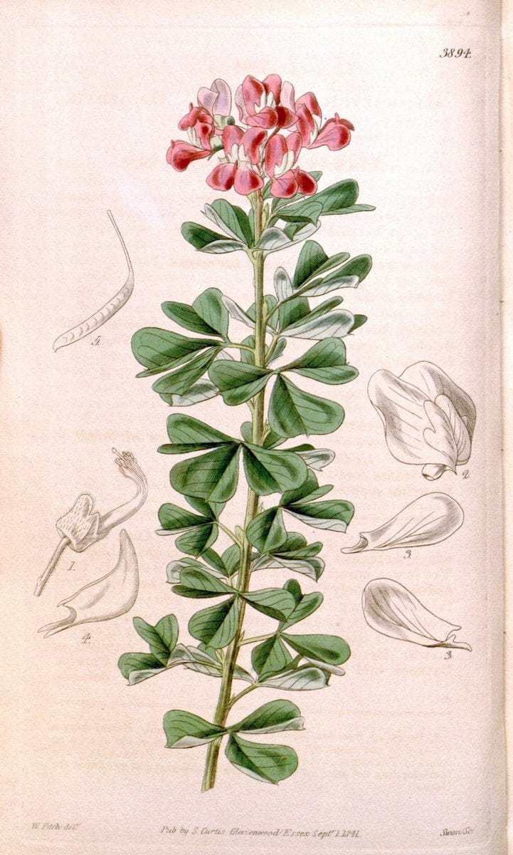 Curtis's botanical magazine. London ; New York [etc.] :Academic Press [etc.]. | "Botanical illustration" Botany Periodicals "Pictorial works" "Plants, Ornamental"  | Vintage Print Reproduction 457579