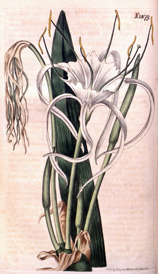 Curtis's botanical magazine. London ; New York [etc.] :Academic Press [etc.]. | "Botanical illustration" Botany Periodicals "Pictorial works" "Plants, Ornamental"  | Vintage Print Reproduction 457580