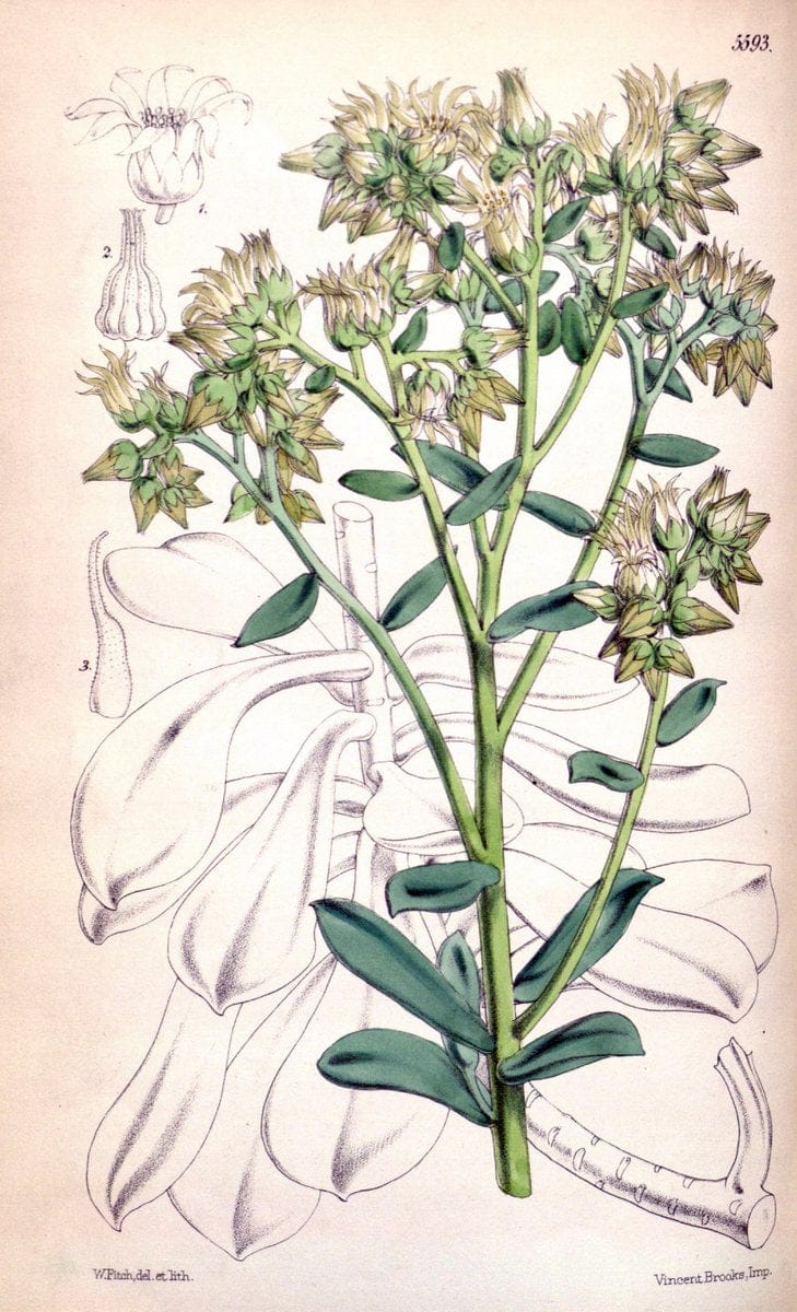 Curtis's botanical magazine. London ; New York [etc.] :Academic Press [etc.]. | "Botanical illustration" Botany Periodicals "Pictorial works" "Plants, Ornamental"  | Vintage Print Reproduction 457581