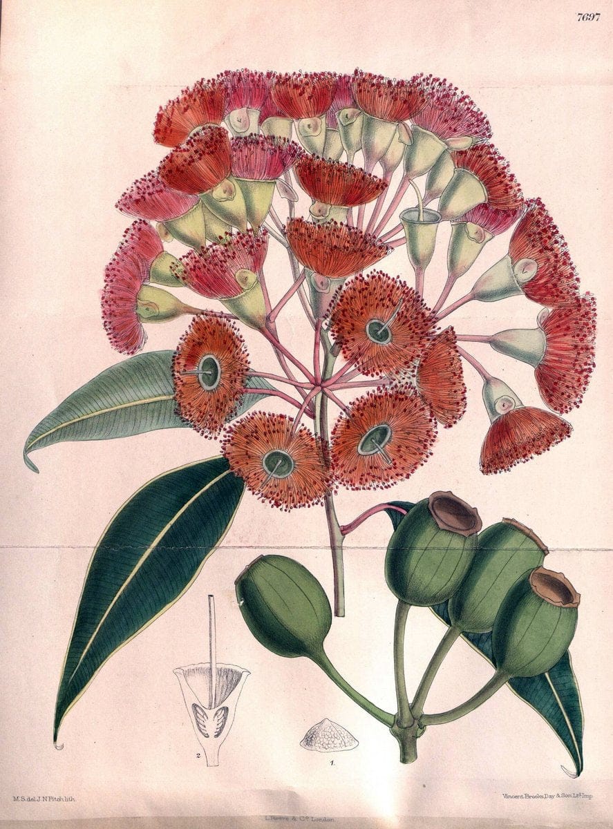 Curtis's botanical magazine. London ;New York [etc.] :Academic Press [etc.]. | Botany Periodicals "Pictorial works"  | Vintage Print Reproduction 457582