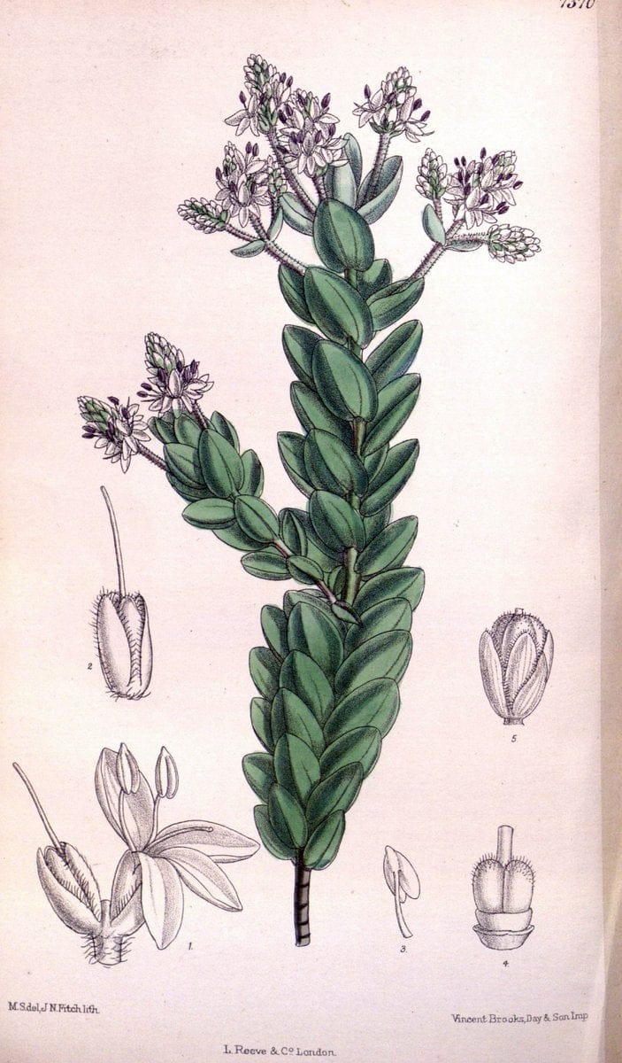 Curtis's botanical magazine. London ; New York [etc.] :Academic Press [etc.]. | "Botanical illustration" Botany Periodicals "Pictorial works" "Plants, Ornamental"  | Vintage Print Reproduction 457583