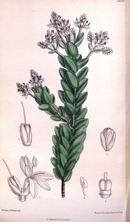 Curtis's botanical magazine. London ; New York [etc.] :Academic Press [etc.]. | "Botanical illustration" Botany Periodicals "Pictorial works" "Plants, Ornamental"  | Vintage Print Reproduction 457583