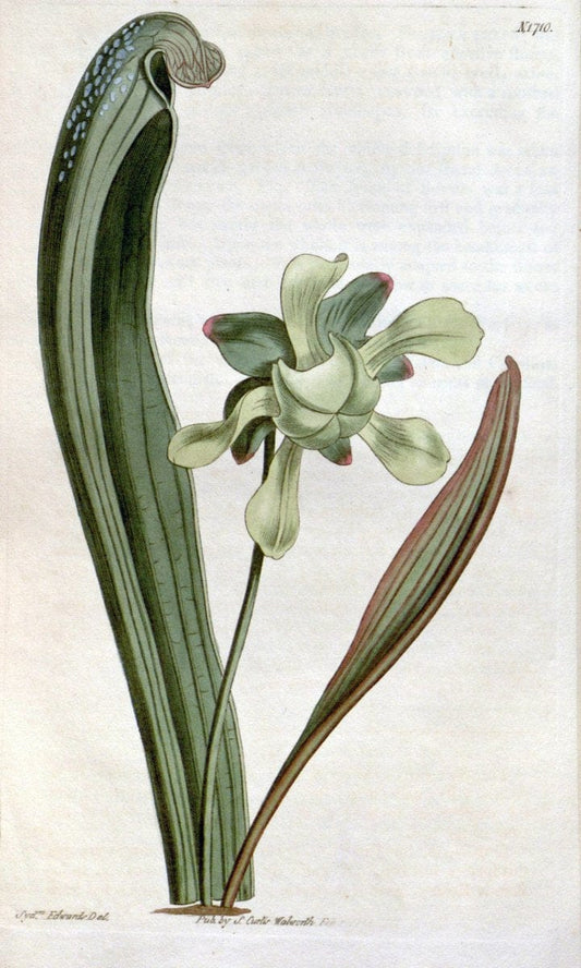 Curtis's botanical magazine. London ; New York [etc.] :Academic Press [etc.]. | "Botanical illustration" Botany Periodicals "Pictorial works" "Plants, Ornamental"  | Vintage Print Reproduction 457584